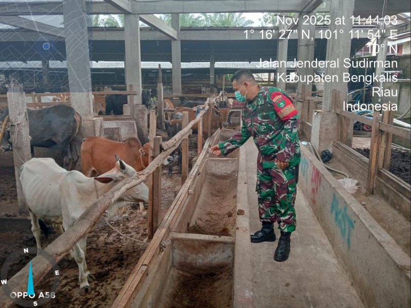 Babinsa Serda Z. Panjaitan, Lakukan Cek Hewan Ternak Sapi Antisipasi Penyakit PMK, di Kelurahan Gajah Sakti
