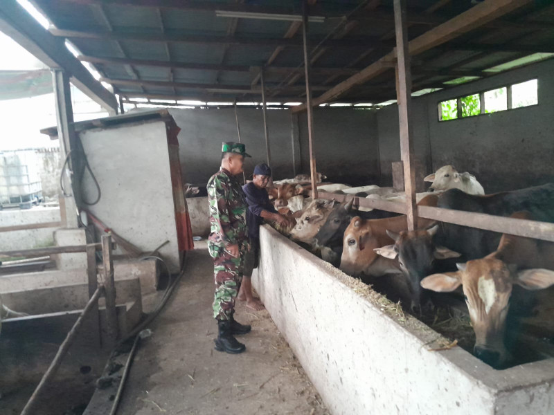 Babinsa Serka Fauzi Cek Hewan Ternak Sapi di Kelurahan Gajah Sakti, guna Cegah PMK