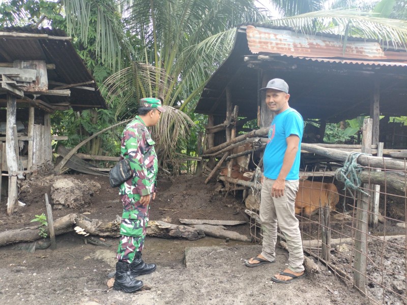 Babinsa Sertu AT. Silaban, Cek Hewan Ternak Kambing Antisipasi PMK, di Desa Pinggir