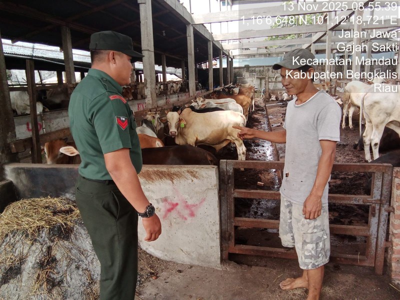 Babinsa Koptu Ade K., Lakukan Cek Hewan Ternak Sapi Antisipasi Penyakit PMK, di Kelurahan Gajah Sakti