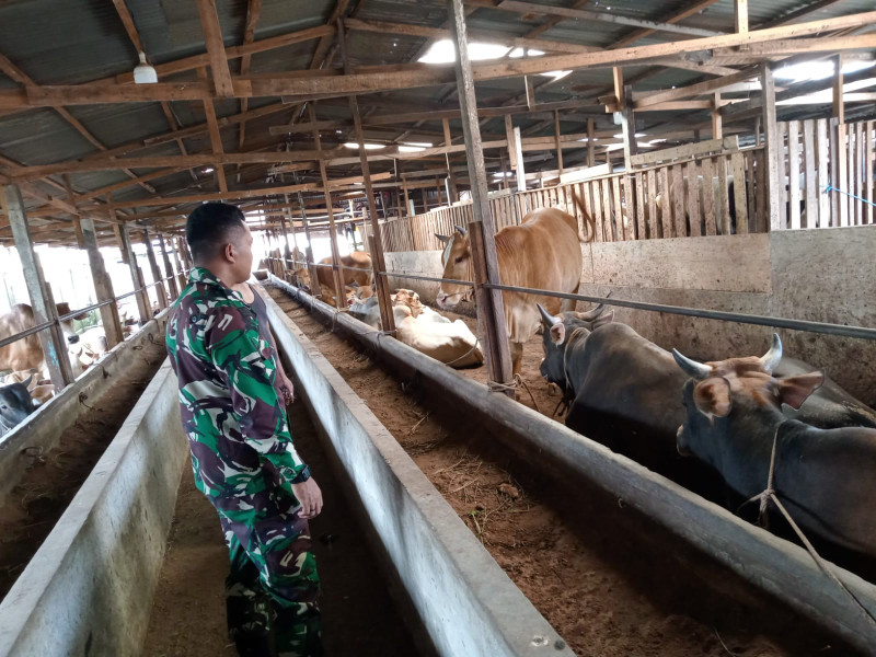 Gencar Laksanakan Pengecekkan Hewan Ternak Sapi di Simpang Padang, Babinsa Serda Zulkarnain Turun ke Lokasi