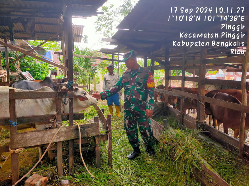 Gencar Laksanakan Pengecekkan Hewan Ternak Sapi di Desa Pinggir, Babinsa Kopda Bambang Turun ke Lokasi