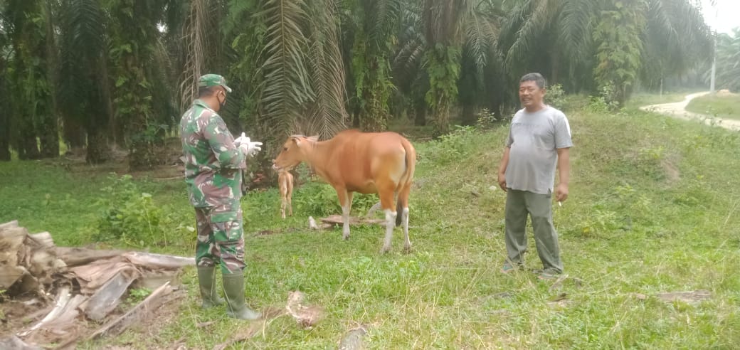 Pantau Hewan Ternak di Desa Semunai, Babinsa Serda Paino Upayakan Pencegahan PMK