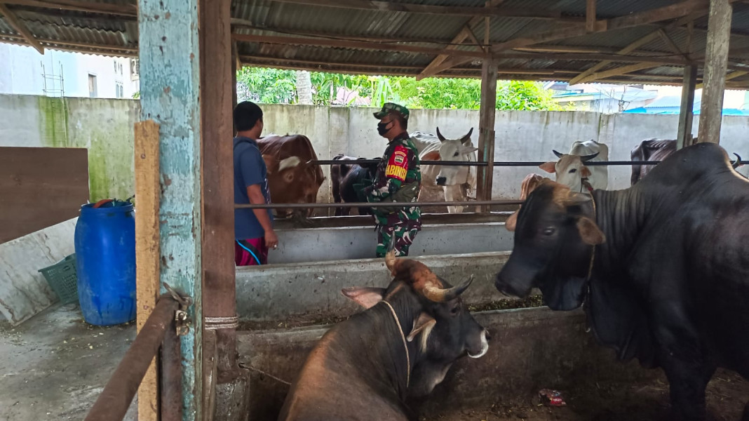 Cegah Penyebaran PMK, Babinsa Sertu Roy Pardomuan Laksanakan Cek Hewan Ternak di Desa Pinggir