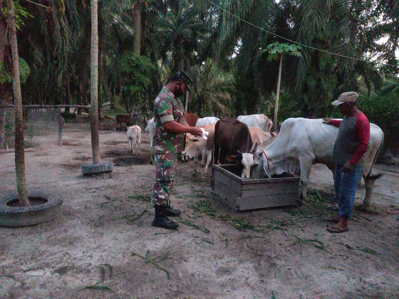 Pantau Hewan Ternak di Desa Kuala Penaso, Babinsa Serda Bambang Upayakan Pencegahan PMK