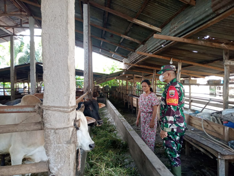 Babinsa Kopda P. Samosir, cek 50 Ekor Hewan Ternak Sapi di Jalan Tegal Sari Ujung Mandau,  guna Cegah PMK