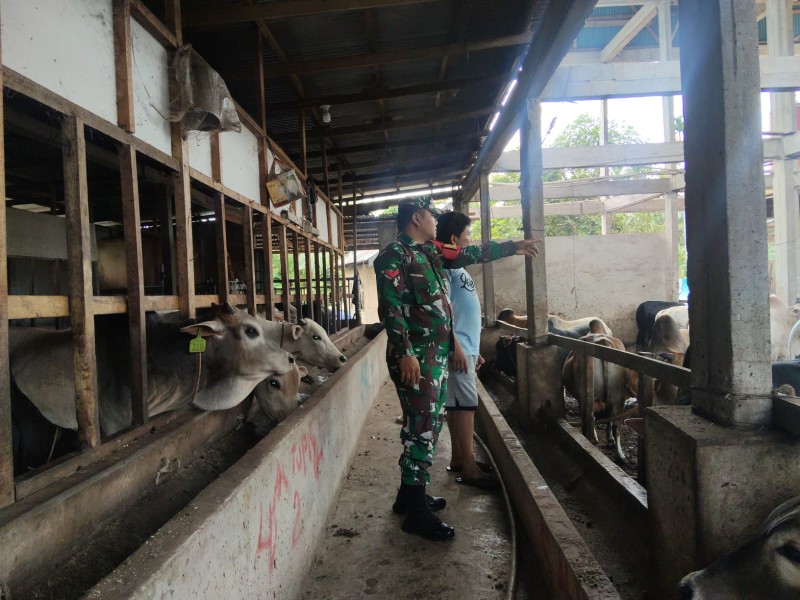 Babinsa Koptu P. Samosir, Cek Hewan Ternak Sapi Antisipasi PMK, di Kelurahan Gajah Sakti