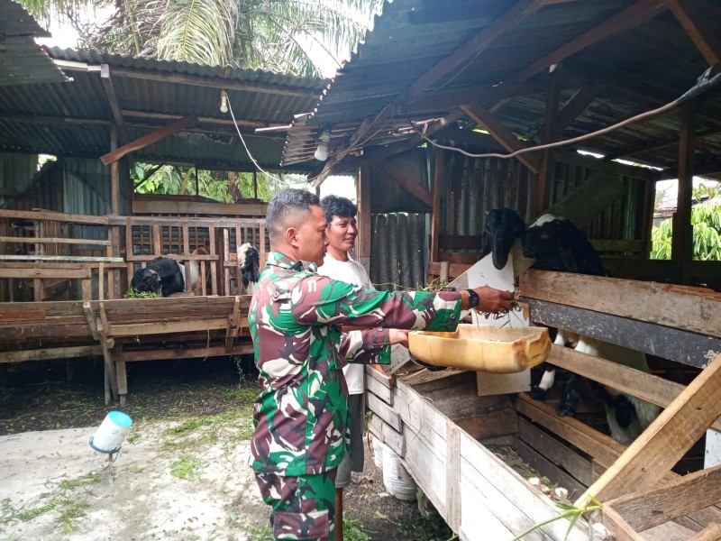 Babinsa Serda Zulkarnaen Lakukan Cek Hewan Ternak Kambing Antisipasi Penyakit PMK, di Desa Simpang Padang
