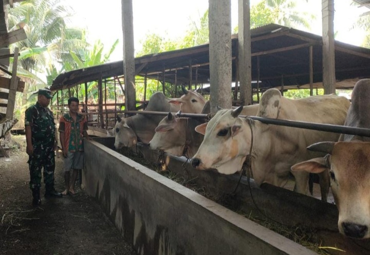 Gencar Laksanakan Pengecekkan Hewan Ternak Sapi di Babussalam, Babinsa Serma Agusliadi Turun ke Lokasi