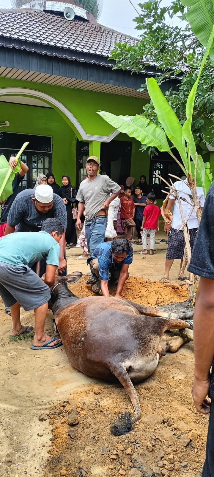 Idul Adha 1445 Hijriyah, PT BPS Salurkan Seekor Sapi Kurban ke Lingkungan Operasional