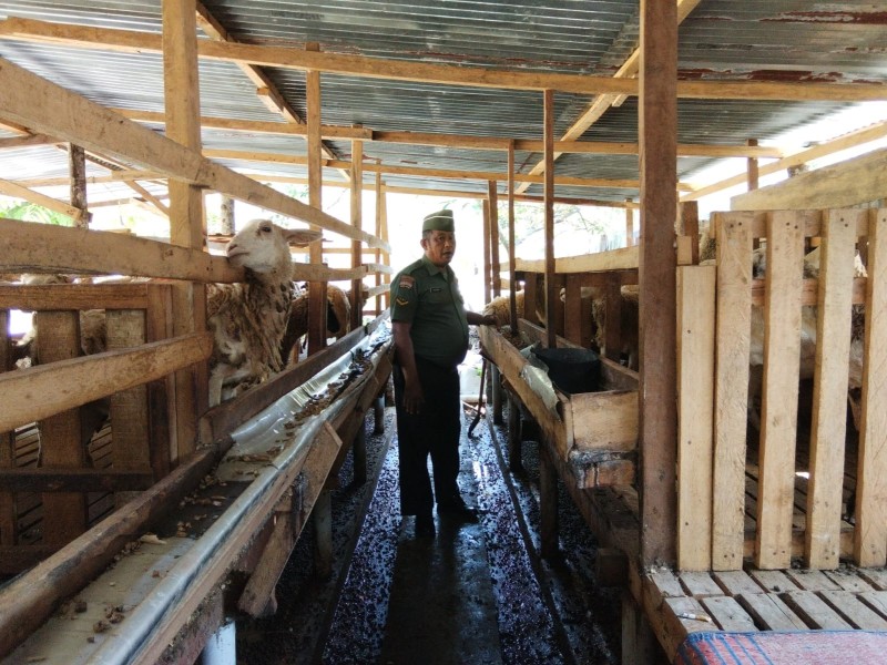 Babinsa Serda Paino Lakukan Cek Hewan Ternak Kambing Antisipasi Penyakit PMK, di Desa Buluh Apo, Pinggir