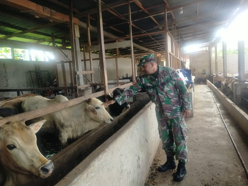 Babinsa Koptu Muchsin Khan, cek 17 Ekor Hewan Ternak Sapi di RT 03 RW 03 Kelurahan Gajah Sakti,  guna Cegah PMK