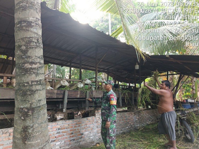 Babinsa Sertu Awaluddin, Lakukan Cek Hewan Ternak Kambing Antisipasi Penyakit PMK, di Desa Boncah Mahang