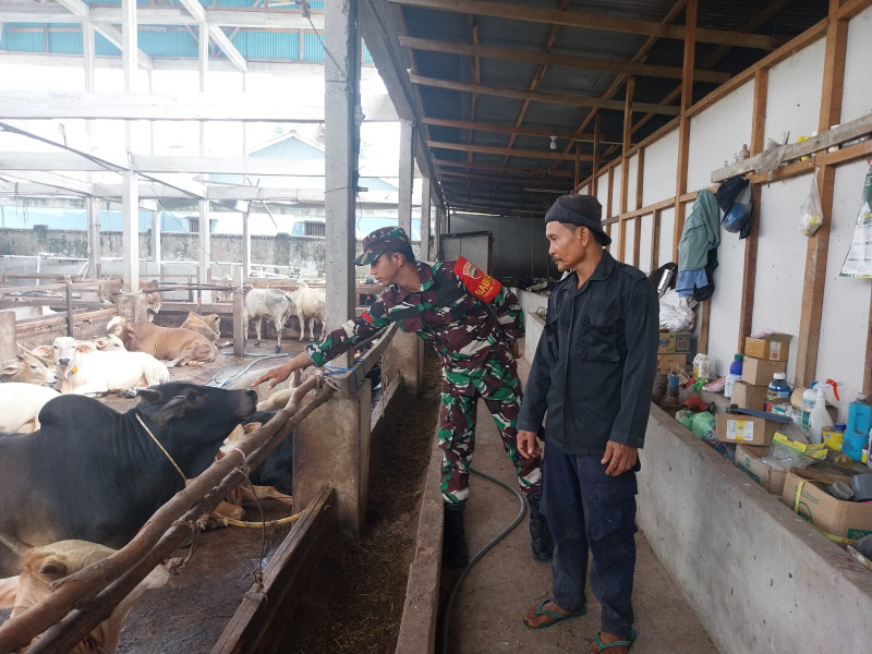 Babinsa Pratu Daniel Nofriadi Simanungkalit Cek Hewan Ternak Sapi 183 ekor di Kelurahan Gajah Sakti, Guna Cegah PMK