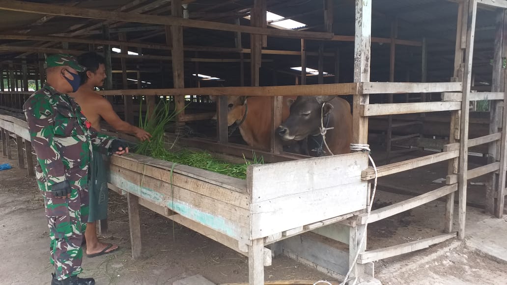 Upayakan Pencegahan PMK di Desa Tasik Tebing Serai, Babinsa Serda P. Sinaga Lakukan Patroli