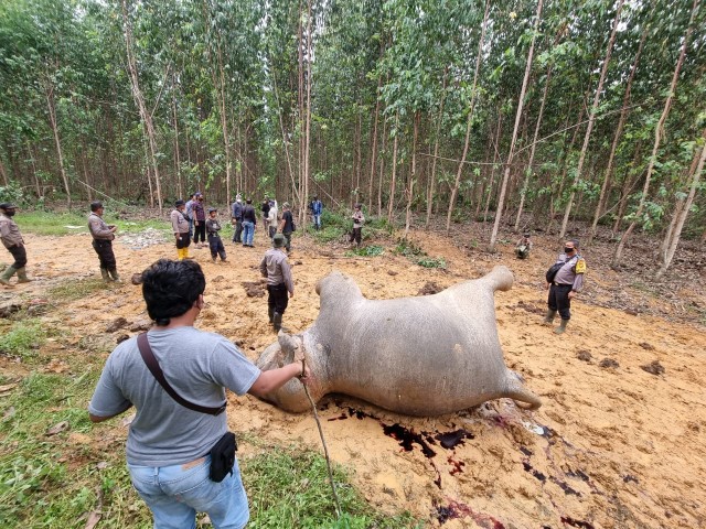 Gajah Betina Sedang Bunting, Diduga Mati Terkena Racun di Desa Koto Pait Beringin
