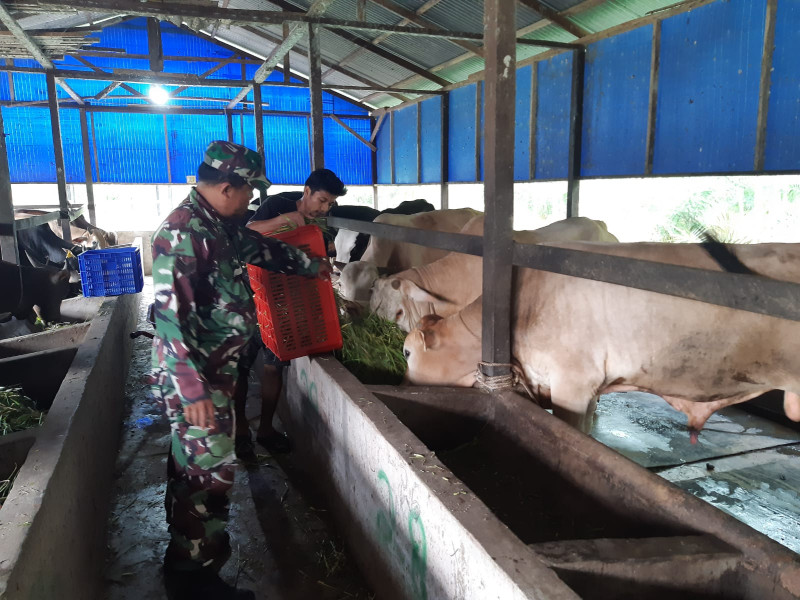 Babinsa Serka N. Saragih Hewan Ternak Kambing di Desa Pinggir, Guna Cegah PMK
