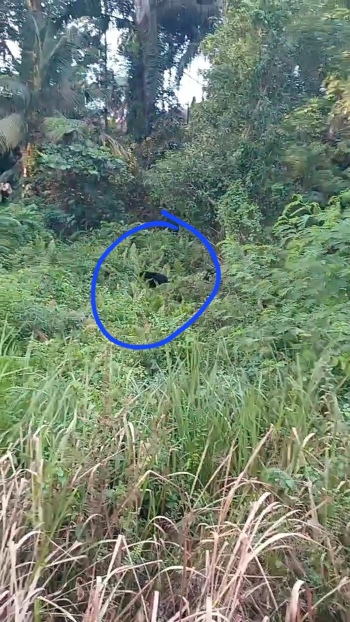 Beruang Hitam Terlihat Berkeliaran di Pematang Pudu, Petugas Damkar Gabungan Pasang Perangkap