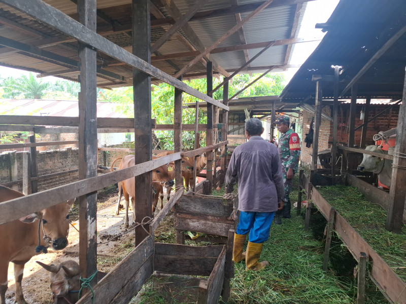 Gencar Laksanakan Pengecekkan Hewan Ternak Sapi di Kelurahan Gajah Sakti, Babinsa Kopda Yusup Turun ke Lokasi