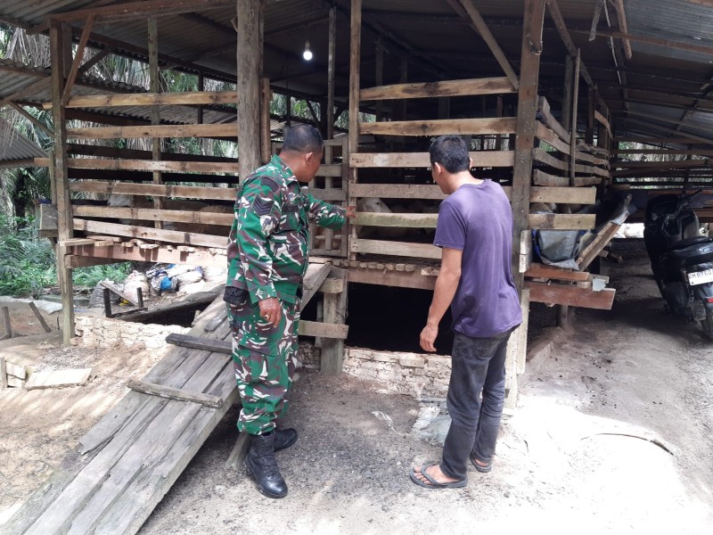 Babinsa Serma N. Saragih Lakukan Cek Hewan Ternak Sapi Antisipasi Penyakit PMK, di Desa Pinggir