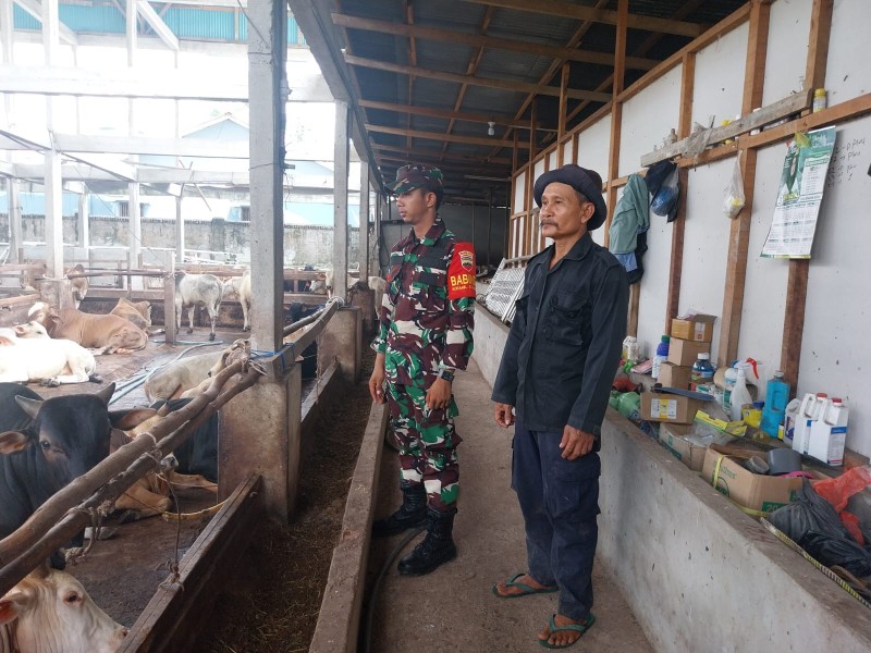 Gencar Laksanakan Pengecekkan Hewan Ternak Sapi, di Jalan Jawa Kelurahan Air Jamban Oleh Babinsa Pratu DN. Simanungkalit