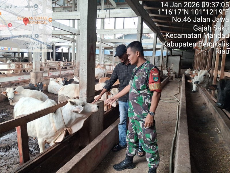 Babinsa Serka.SDG Barus Lakukan Cek Hewan Ternak Sapi Antisipasi Penyakit PMK, di Kelurahan Gajah Sakti