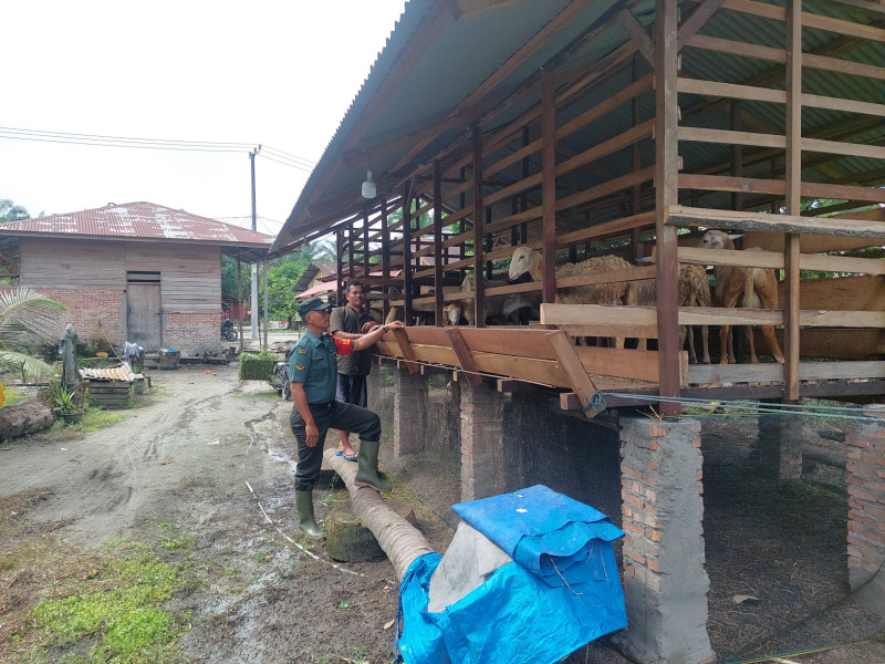 Cegah Penyebaran PMK, Babinsa Serda D. Simanjuntak Melaksanakan Cek 8 Ekor Hewan Ternak Kambing di Desa Boncah Mahang