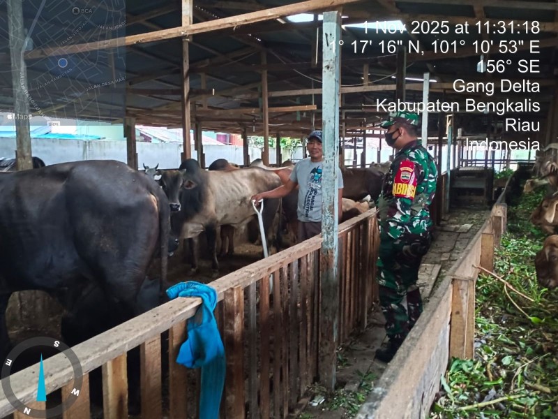 Babinsa Serka Roy P. Lakukan Cek Hewan Ternak Sapi Antisipasi Penyakit PMK, di Desa Buluh Apo Babinsa Serka Roy P. Lakukan Cek Hewan Ternak Sapi Antisipasi Penyakit PMK, di Desa Buluh Apo