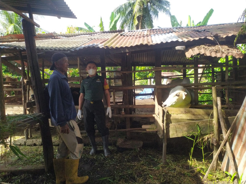 Cegah Penyebaran PMK, Babinsa Serda Ramadhani Melaksanakan Cek 11 Ekor Hewan Ternak Kambing RT 03 RW 20 di Air Jamban