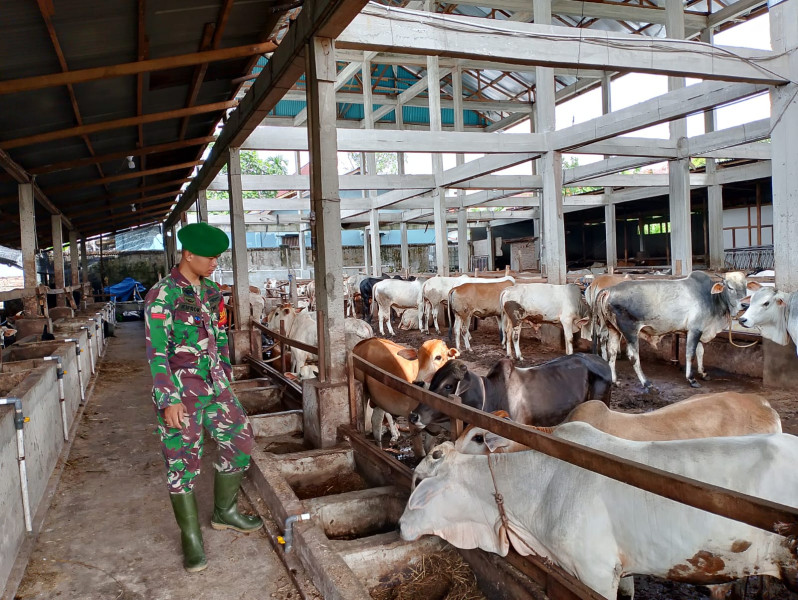 Gencar Laksanakan Pengecekkan Hewan Ternak Sapi, di Kelurahan Duri Barat, Babinsa Pratu Kifron Cek Lokasi