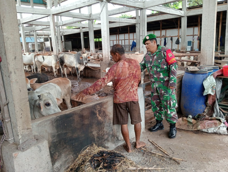 Babinsa Serda Z. Panjaitan Cek 16 Ekor Hewan Ternak Sapi di  RT 02 RW 01 Kelurahan Gajah Sakti, guna Cegah PMK