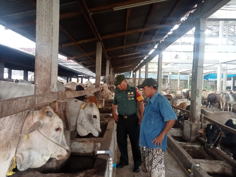 Cegah Penyebaran PMK, Babinsa Serda P. Sinaga Laksanakan Cek Hewan Ternak di Jalan Jawa Mandau