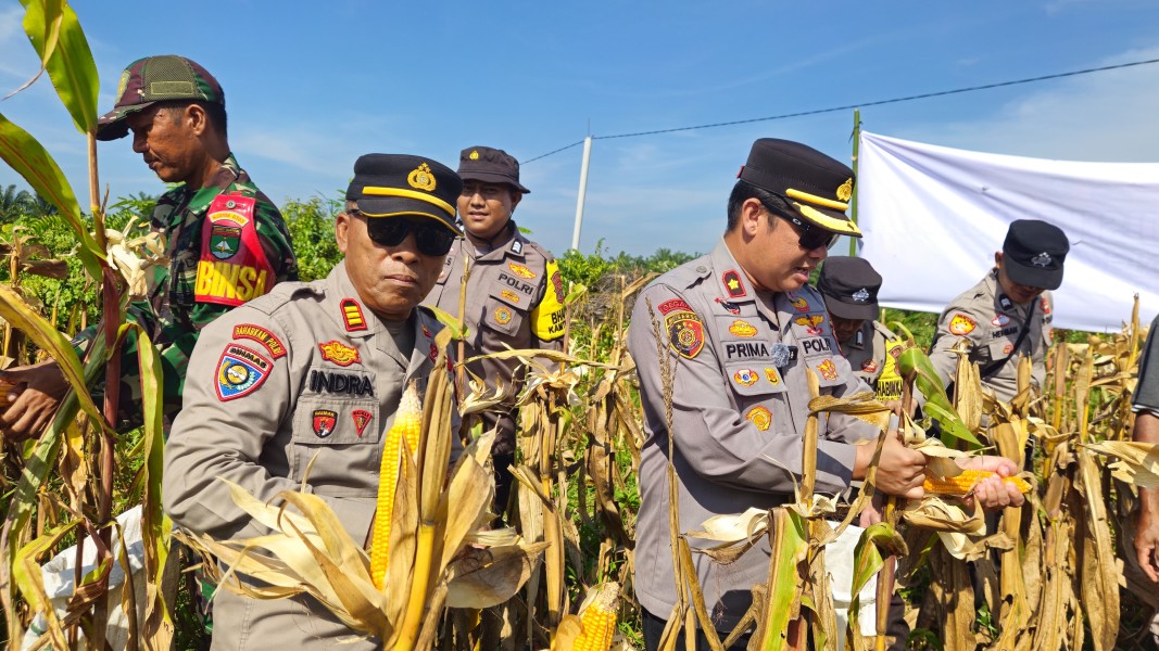 Polres Bengkalis, Polsek Mandau Panen Raya Jagung di Desa Ari Kulim, Hasil Panen Memuaskan