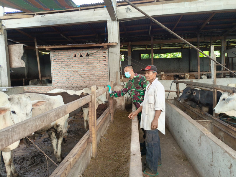 Cegah Penyebaran PMK, Babinsa Sertu Agung Saputro Melaksanakan Cek 50 Ekor Hewan Ternak Sapi di RT 04 RW 03 Gajah Sakti