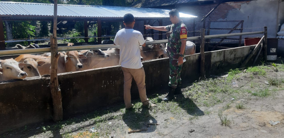 Cegah Penyebaran PMK, Babinsa Praka Alif Alfindo Laksanakan Cek Hewan Ternak di Jalan Tegal Sari