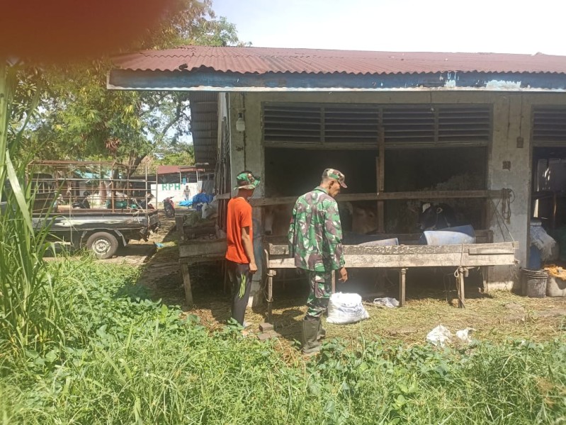 Babinsa Sertu Robbi, Lakukan Cek Hewan Ternak Sapi Antisipasi Penyakit PMK, di Jalan Tribrata
