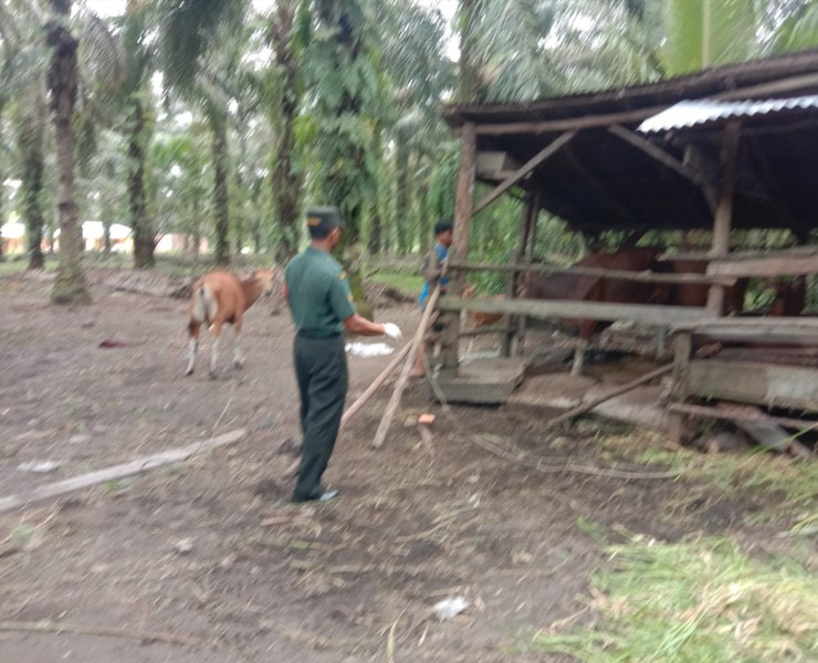 Babinsa Sertu Srikusyahandoko., Lakukan Cek Hewan Ternak Sapi Antisipasi Penyakit PMK, di Desa Air Kulim