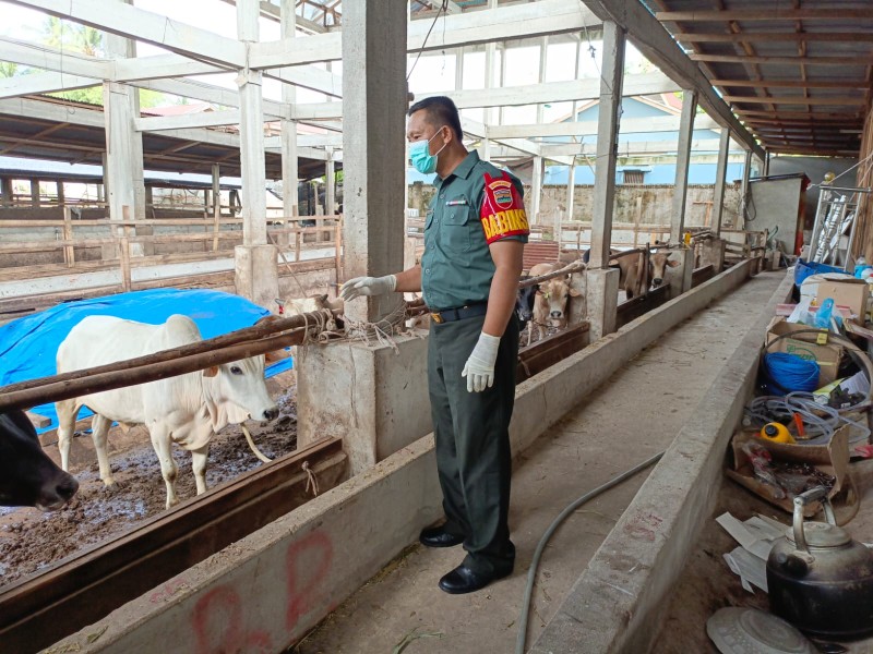 Gencar Laksanakan Pengecekkan Hewan Ternak Sapi, di Kelurahan Gajah Sakti Oleh Babinsa Serka Agung Saputro