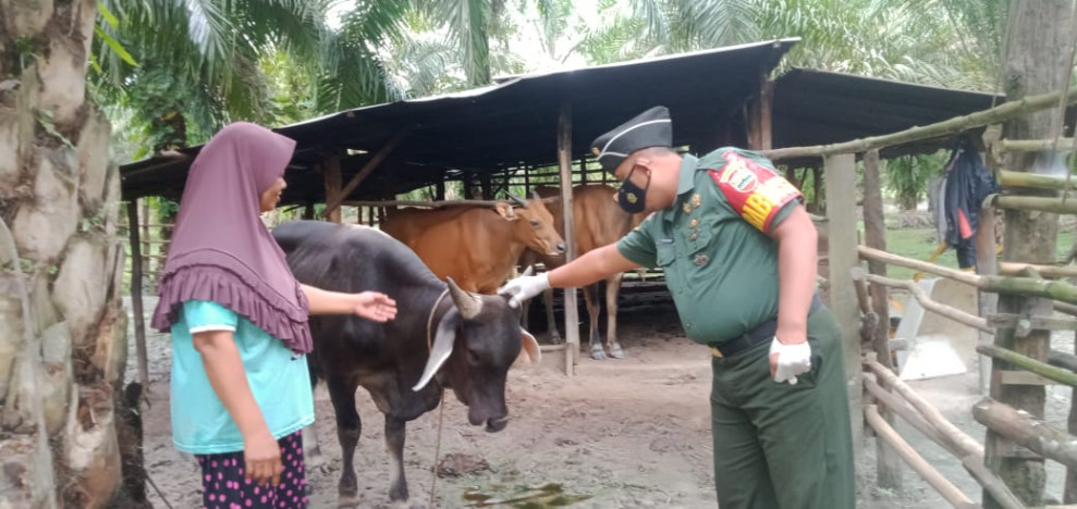 Cegah Penyebaran PMK, Babinsa Serda Paino Laksanakan Cek Hewan Ternak di Desa Semunai