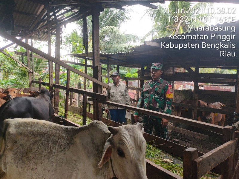 Gencar Laksanakan Pengecekkan Hewan Ternak Sapi, di Kecamatan Pinggir, Desa Muara Basung Oleh Kopda Bambang