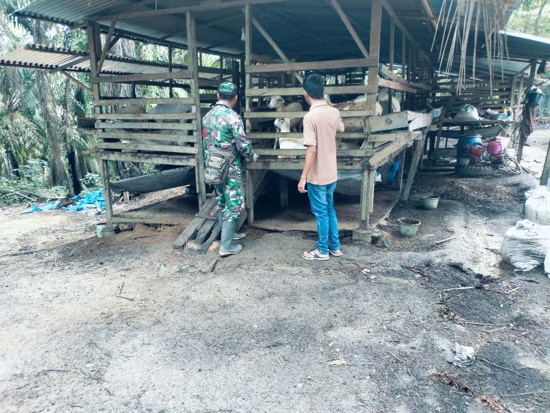Babinsa Serda AT. Silaban Cek Hewan Ternak Sapi di Desa Buluh Apo, RT 03 RW 05, Guna Cegah PMK