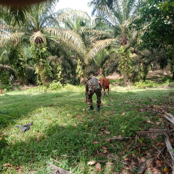 Babinsa Serma Suprapto Cek Hewan Ternak Sapi di Jalan Jawa Gang Senayan, guna Cegah PMK
