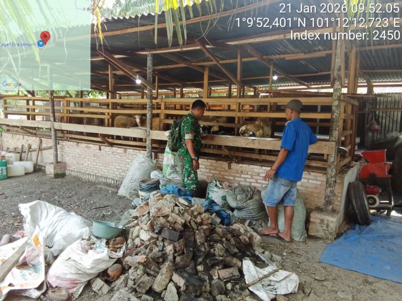 Babinsa Koptu Ade Kurniawan Lakukan Cek Hewan Ternak Kambing Antisipasi Penyakit PMK, di Desa Buluh Apo