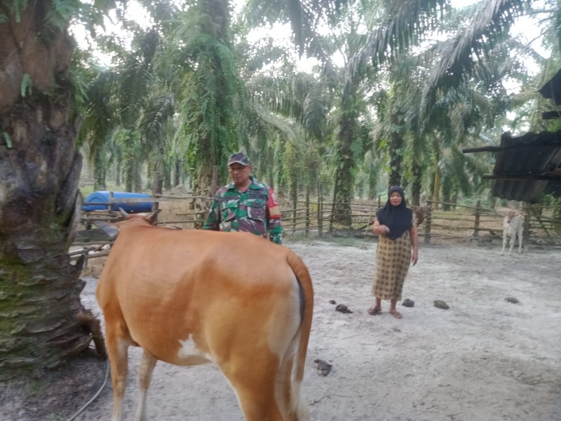 Gencar Laksanakan Pengecekkan Hewan Ternak Kambing, di Desa Semunai Oleh Serda Paino