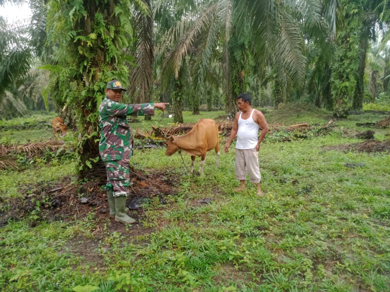 Gencar Laksanakan Pengecekkan Hewan Ternak Kambing di Desa Buluh Apo, Babinsa Serda Paino Turun ke Lokasi
