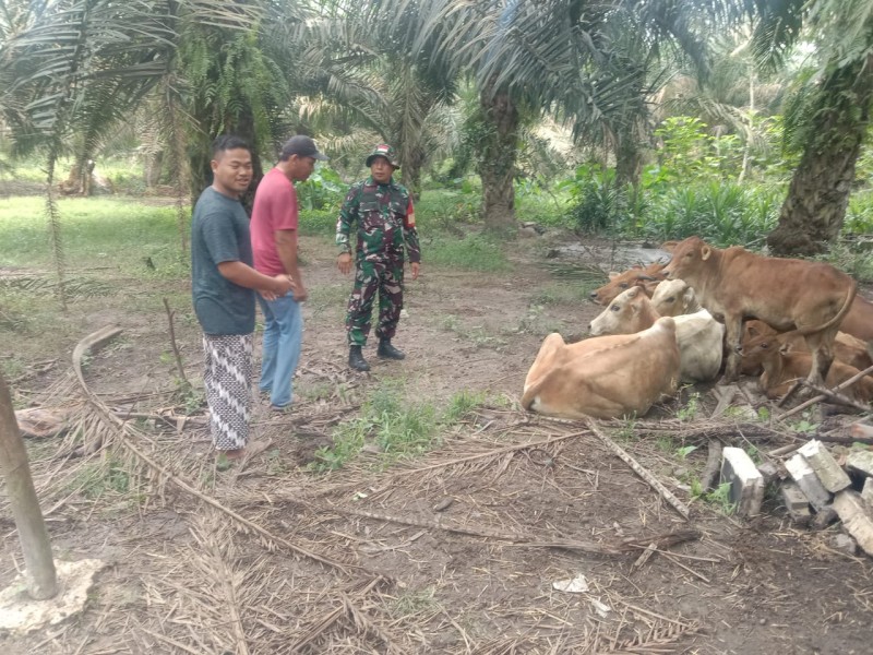 Gencar Laksanakan Pengecekkan Hewan Ternak Sapi, di Desa Sebangar, Batsol, Oleh Serda Ml. Silaban