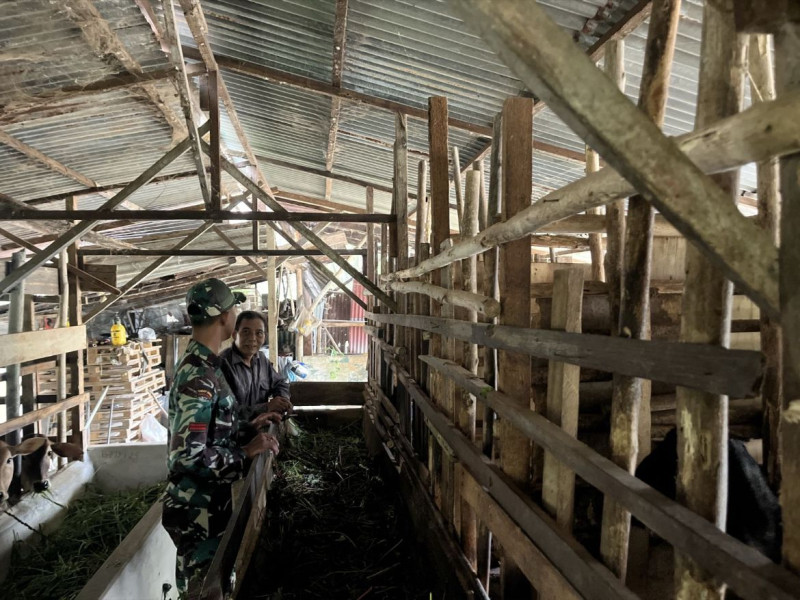 Gencar Laksanakan Pengecekkan Hewan Ternak Kambing di Batang Serosa, Babinsa Pratu M. Hanafu Turun ke Lokasi