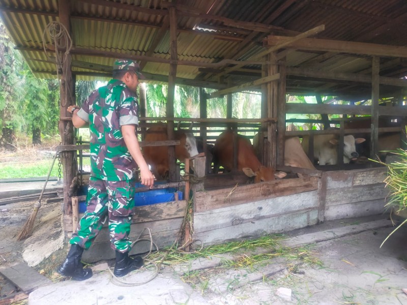 Babinsa Koptu M. Khan Lakukan Cek Hewan Ternak Kambing Antisipasi Penyakit PMK, di Desa Petani