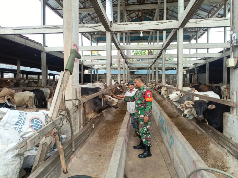 Babinsa Serka Agung Saputro, Cek Hewan Ternak Spai Antisipasi PMK, di Gajah Sakti