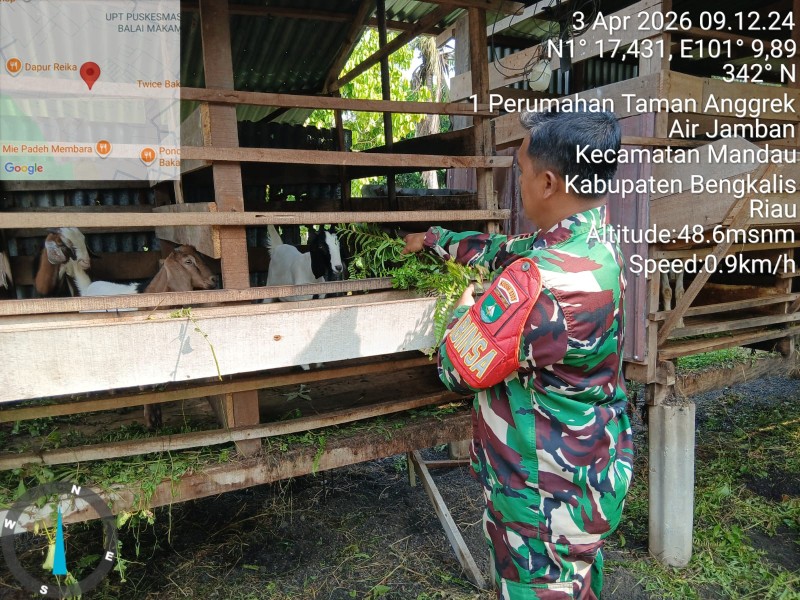 Babinsa Serka Ristiyo, Cek Hewan Ternak Sapi Antisipasi PMK, di Kelurahan Air Jamban